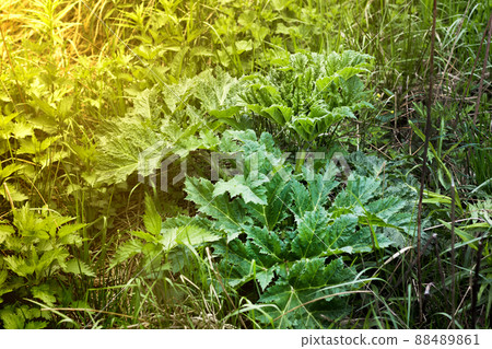 Young shoots leaves of Heracleum on the land. Shoots of Sosnowski's Hogweed in the sunlight. 88489861