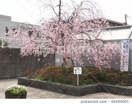 Shinkawa Senbonzakura, Shinkawa, Edogawa-ku Shinkawa Senbonzakura, Shinkawa, Edogawa-ku 88490065