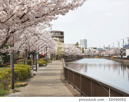 Shinkawa Senbonzakura, Shinkawa, Edogawa-ku 88490068