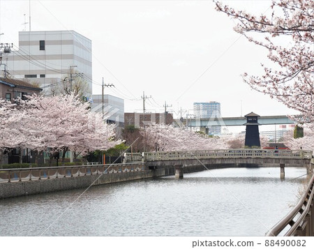 江戶川區新川縣新川千本櫻 江戶川區新川縣新川千本櫻 88490082