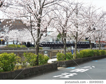 江戶川區新川縣新川千本櫻 江戶川區新川縣新川千本櫻 88490083