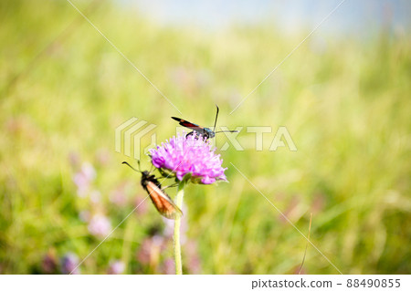 Scarlet tiger moth on clover flower close up. Scarlet tiger moth on clover flower close up. 88490855