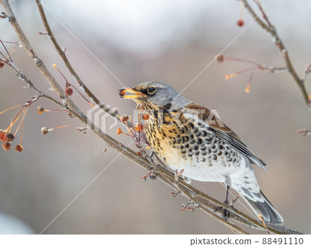 Fieldfare sitting on the bush and feeding on wild red apples in winter or early spring time. 88491110