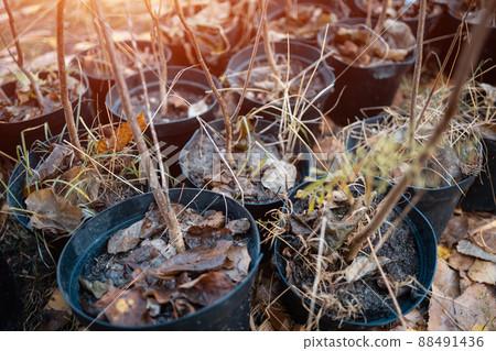 reforestation or set of young trees trunks in pots for planting in fall reforestation or set of young trees trunks in pots for planting in fall 88491436