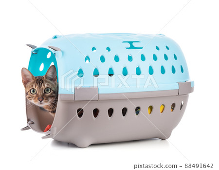 Portrait of a brown bengal cat in a transport box Portrait of a brown bengal cat in a transport box 88491642