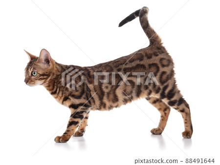 Portrait of a brown bengal cat Portrait of a brown bengal cat 88491644