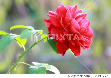 Rose [at Yatsu Rose Garden, Narashino City, Chiba Prefecture] 88491773