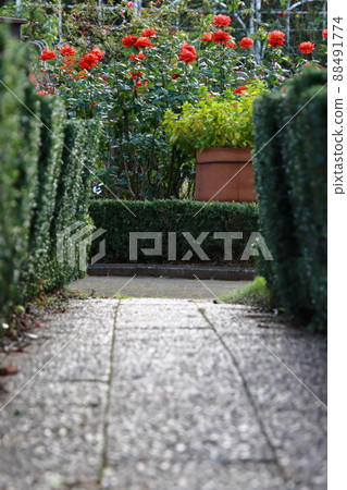 Small diameter of roses [at Yatsu Rose Garden, Narashino City, Chiba Prefecture] 88491774