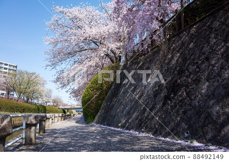 【神水跡鎮園】黑川的一排櫻花樹 88492149