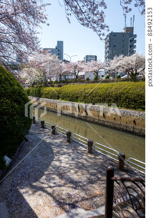 【神水跡鎮園】黑川的一排櫻花樹 【神水跡鎮園】黑川的一排櫻花樹 88492153