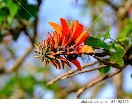 Deigo的花朵 88492325