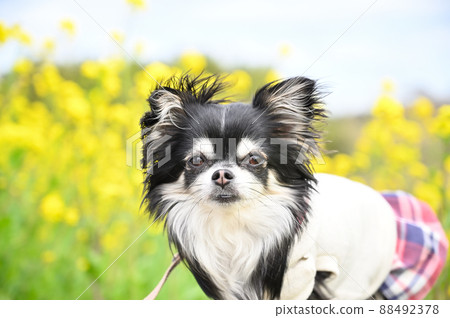 Chihuahua for a walk in the rape field Chihuahua for a walk in the rape field 88492378