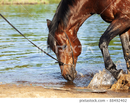 portrait of  bay horse  splashing and playing in lake . close up 88492402