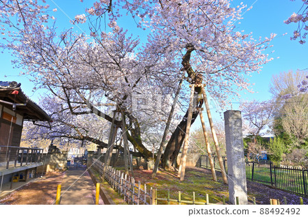 紀念建國100週年石戶鐮櫻盛開(埼玉縣北本市) 紀念建國100週年石戶鐮櫻盛開(埼玉縣北本市) 88492492