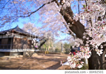 Ishito-kama cherry blossoms in full bloom, commemorating the 100th anniversary of their national designation (Kitamoto City, Saitama Prefecture) Ishito-kama cherry blossoms in full bloom, commemorating the 100th anniversary of their national designation (Kitamoto City, Saitama Prefecture) 88492501