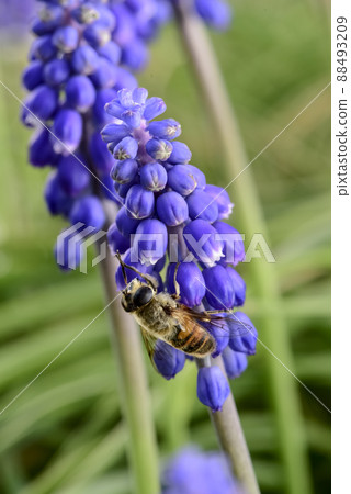 Bee pollinating a flower 88493209