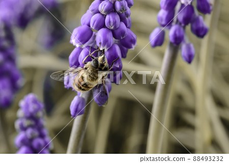 Bee pollinating a flower 88493232