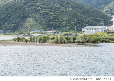 仙台川上生長的奄美大島紅樹林 仙台川上生長的奄美大島紅樹林 88493541
