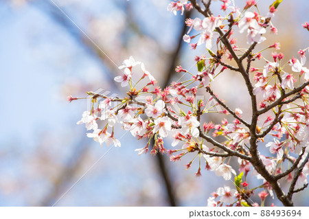 櫻花盛開，日本春天，四月 88493694