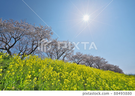 Nanohana和櫻花樹 Nanohana和櫻花樹 88493880