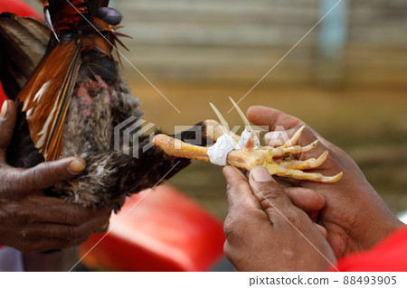 Cock-fights. Traditional gambling in the Dominican Republic. 88493905
