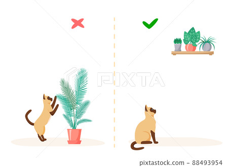 Cat and home plants. Wrong and right ways to keep plants at home with pet. Naughty siamese cat eats flowers in pots. Flat style vector Cat and home plants. Wrong and right ways to keep plants at home with pet. Naughty siamese cat eats flowers in pots. Flat style vector 88493954
