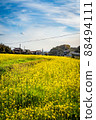 Rape blossoms 88494111