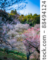 plum	 88494124