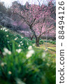 plum	 88494126