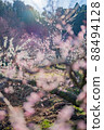 plum	 88494128
