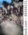 Plum 88494131
