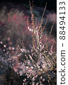 plum	 88494133