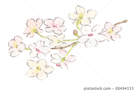 櫻花的水彩插圖 88494153