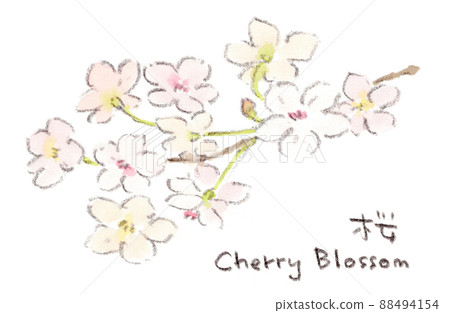 櫻花的水彩插圖 88494154