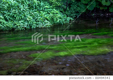 [Aomori Prefecture, Hakkoda] Gudari Swamp, where underground water from the Hakkoda Mountains flows June 88494341
