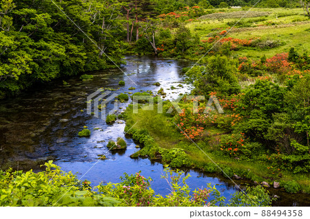 [Aomori Prefecture, Hakkoda] Gudari Swamp, where underground water from the Hakkoda Mountains flows June 88494358