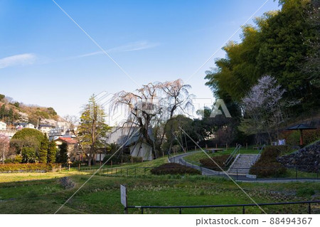 清晨多摩市鶴卷西公園的垂枝櫻花 清晨多摩市鶴卷西公園的垂枝櫻花 88494367