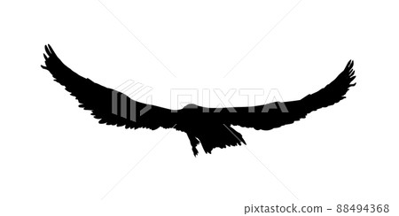 Hawk, eagle, falcon or orel black silhouette isolated. Vector illustration. Hawk, eagle, falcon or orel black silhouette isolated. Vector illustration. 88494368