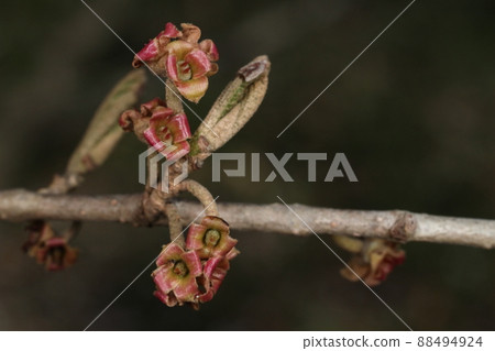 Natural plant witch hazel, April. At the end of the flower, buds, and two styles of pistil can be seen in the flower with fallen petals. Natural plant witch hazel, April. At the end of the flower, buds, and two styles of pistil can be seen in the flower with fallen petals. 88494924