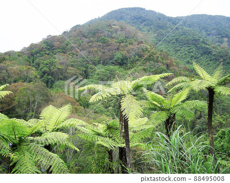 Nature Nature 88495008