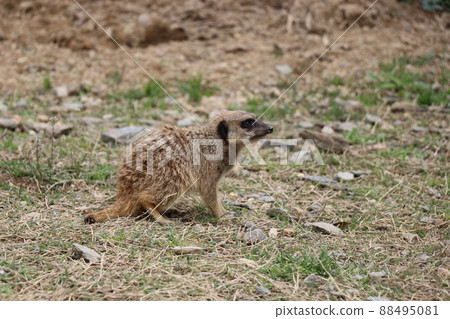 Look at Meerkat Look at Meerkat 88495081