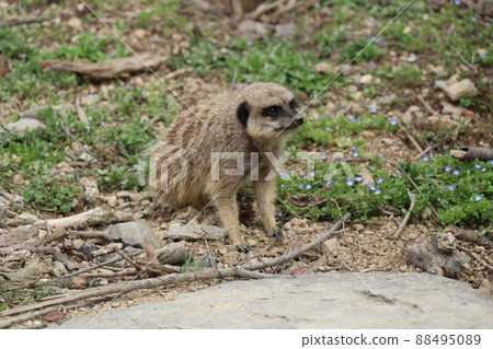 Look at Meerkat 88495089