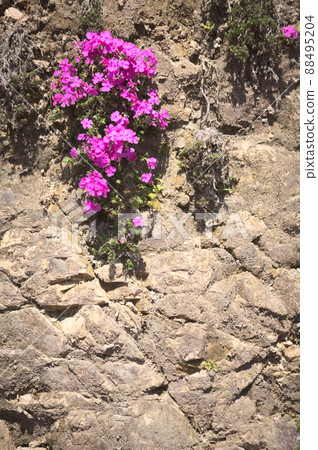 Moss phlox hanging on a stone cliff 88495204
