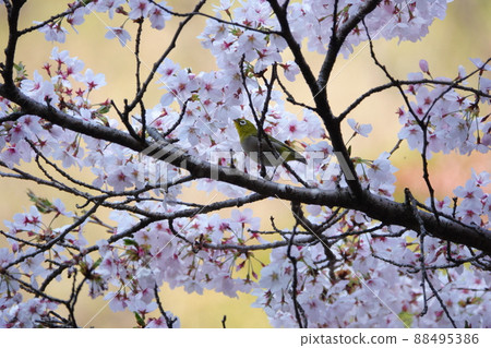 Wild cherry blossoms and Japanese white-eye in Satoyama, Gifu in spring 88495386