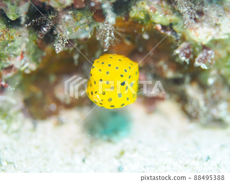 Minami Hako fu 88495388