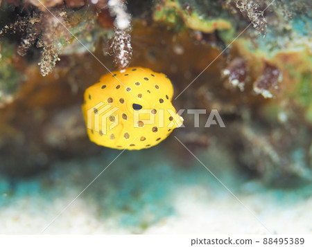 Minami Hako fu 88495389