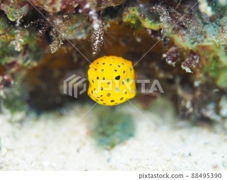 Minami Hako fu 88495390