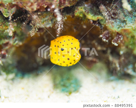 Minami Hako fu 88495391