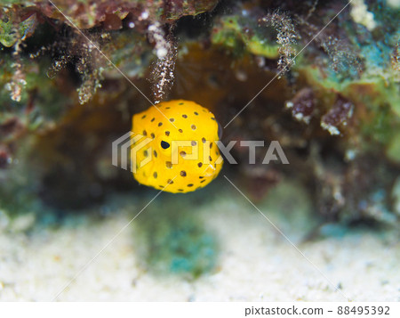 Minami Hako fu 88495392