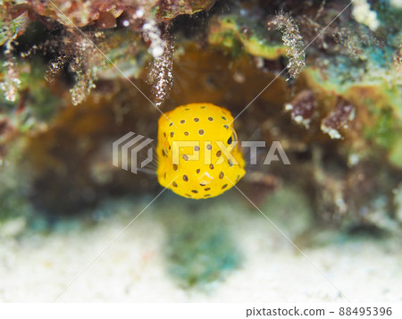 Minami Hako fu 88495396